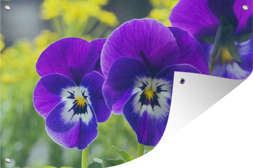 MuchoWow 90x60 cm Outdoor-Poster Gartendeko Sichtschutz Garten Poster für den Garten Lila Geigen