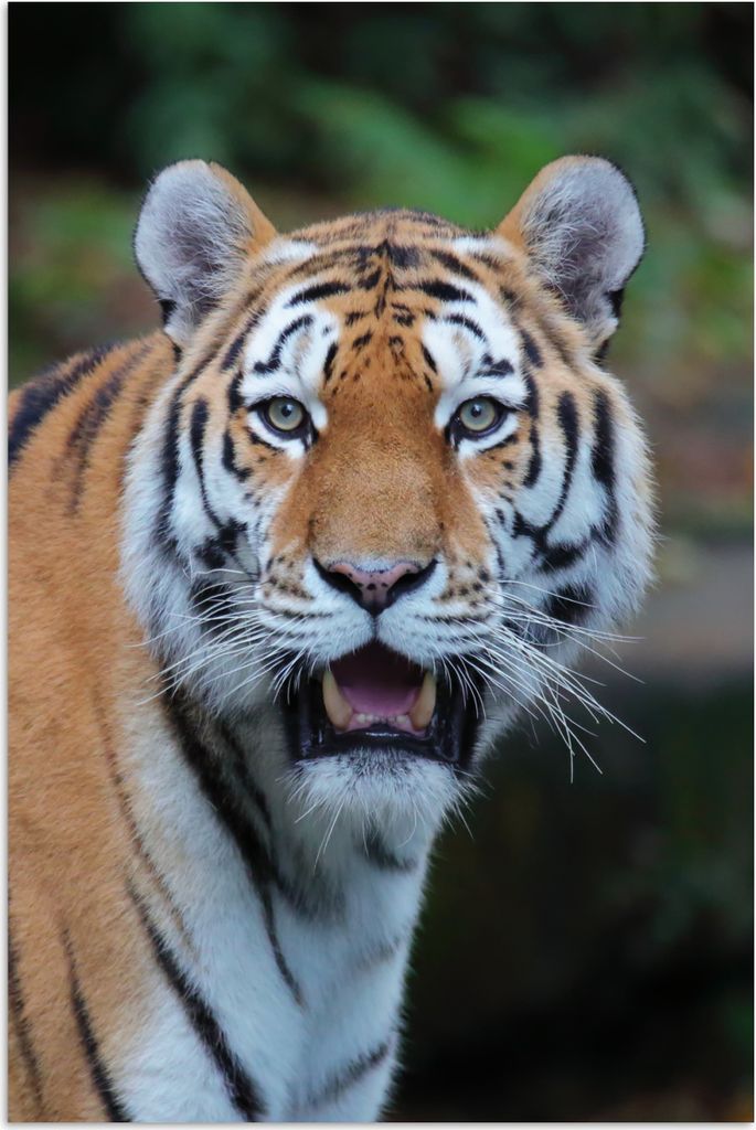 MuchoWow Poster Tiger - Gähnen - Natur 40x60 cm - Plakate für die Wand - Poster Babyzimmer