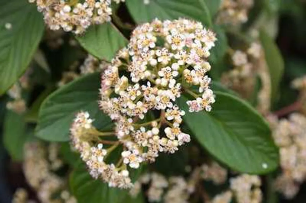 Cotoneaster lacteus persistant aux baies rouges décoratives 40-60 cm - 3