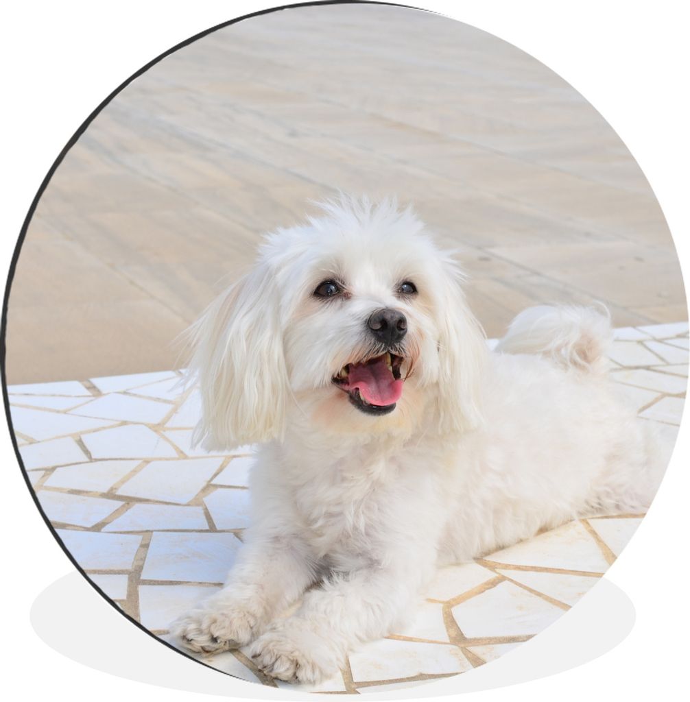 MuchoWow Aluminium Wandkreis Ein Malteser Hund liegt auf einem Weg Ø 30 cm Wanddeko Modern Wohnzimmer - Wand Bild - Wohnzimmer - Runde Bilder - ...