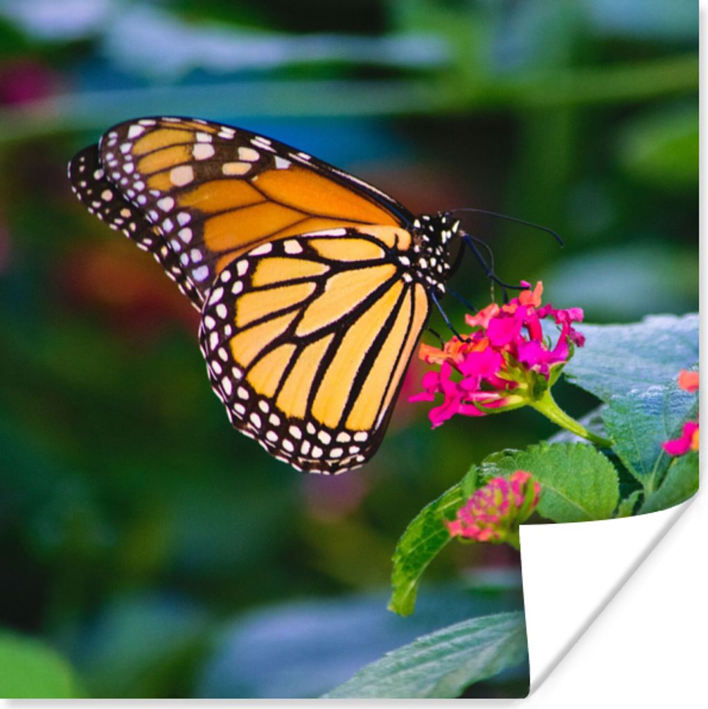 MuchoWow Poster Schmetterlinge - Blume - Natur 75x75 cm - Wand Dekoration