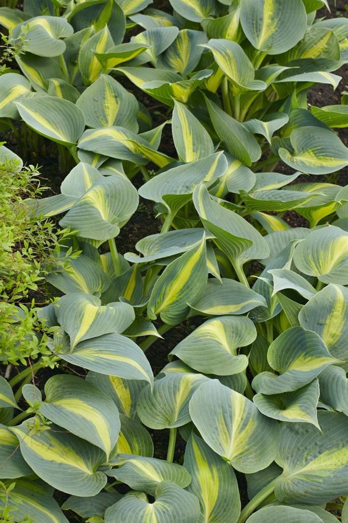 Hosta 'Catherine', Herzblattlilie, blaugrün, 2 Liter Container