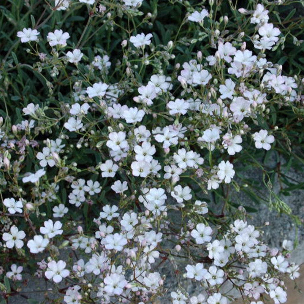 6 x Garten-Schleierkraut - Gypsophila repens 'Rosea' | Topf 9cm x 9cm
