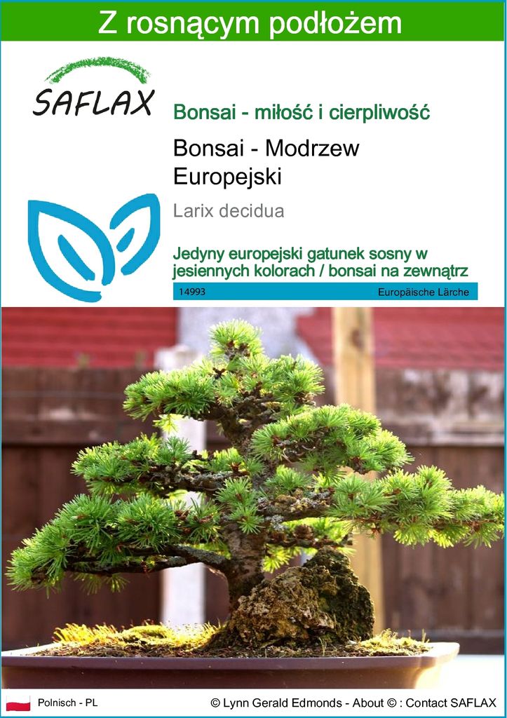 SAFLAX - Bonsai - Modrzew Europejski - 75 Nasiona - Z Zdjęcie produktu 