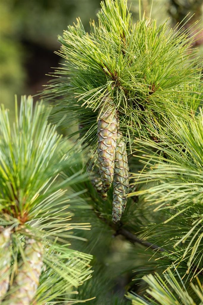 Pinus peuce, Mazedonische Kiefer, 60–70 cm, immergrün