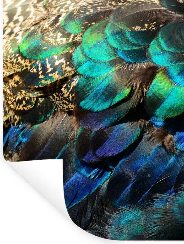 MuchoWow Wandtattoo Wandsticker Wandaufkleber Federn - Pfauenfedern - Pfau - Blau - Kunst 120x160 cm Selbstklebend und Repositionierbar - Wierder...
