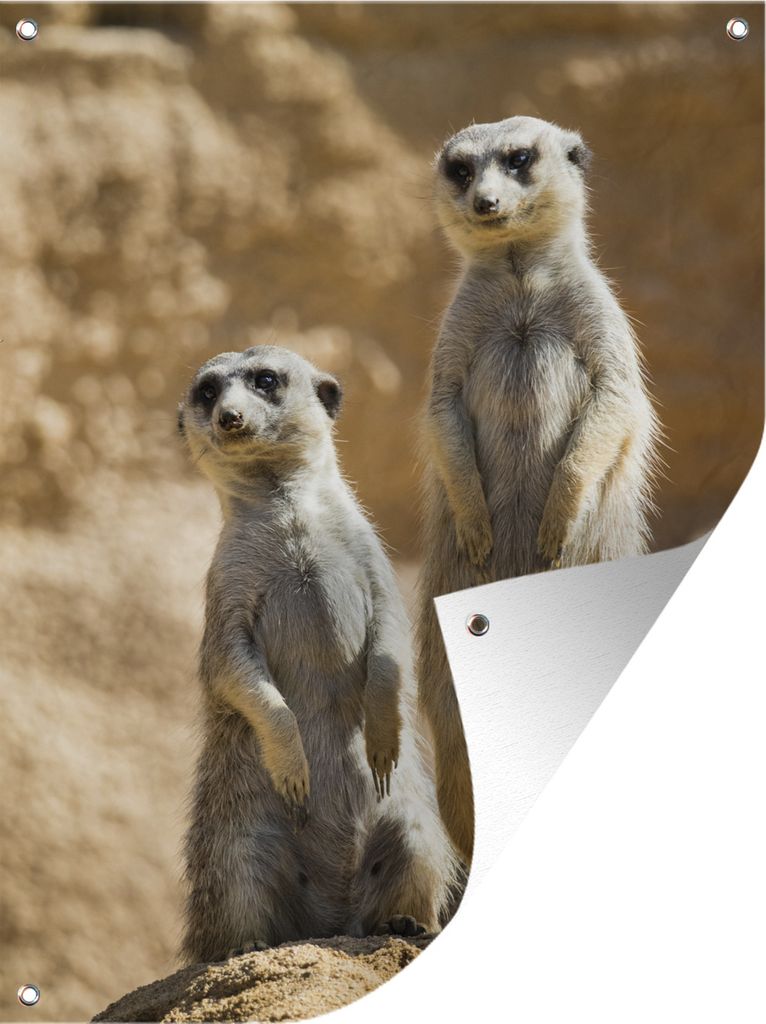 MuchoWow 30x40 cm Outdoor-Poster Gartendeko Sichtschutz Garten Poster für den Garten Felsen - Erdmännchen - Tiere
