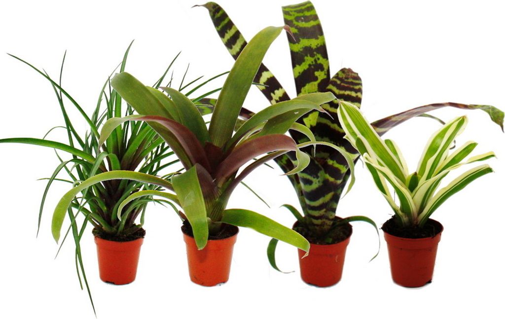 Mini zestaw bromeliad "Nature's Touch" - 4 rosliny o Zdjęcie produktu 