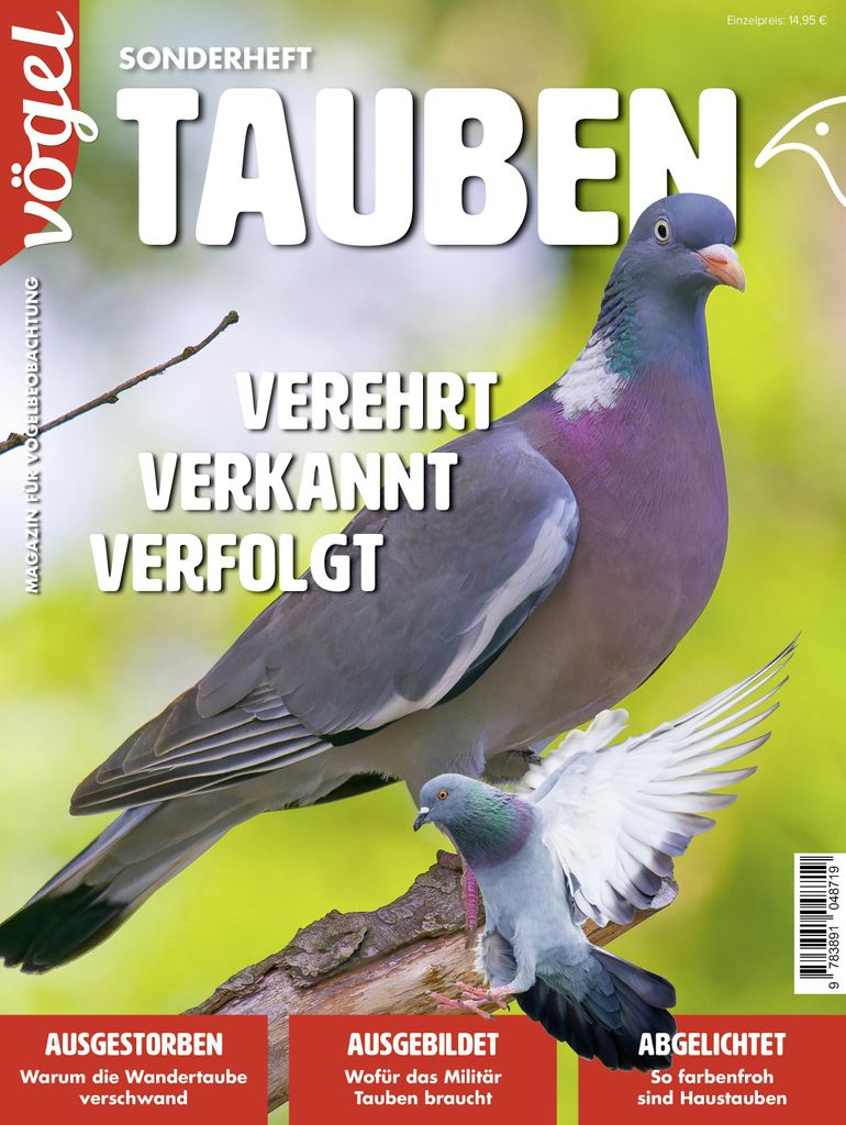 Tauben