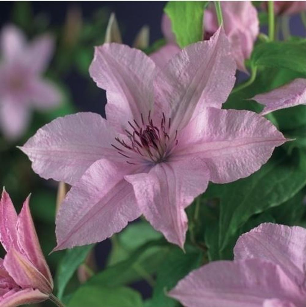 Clematis Hagley Hybrid 30–50 cm – Großblütige rosa Produktbild 