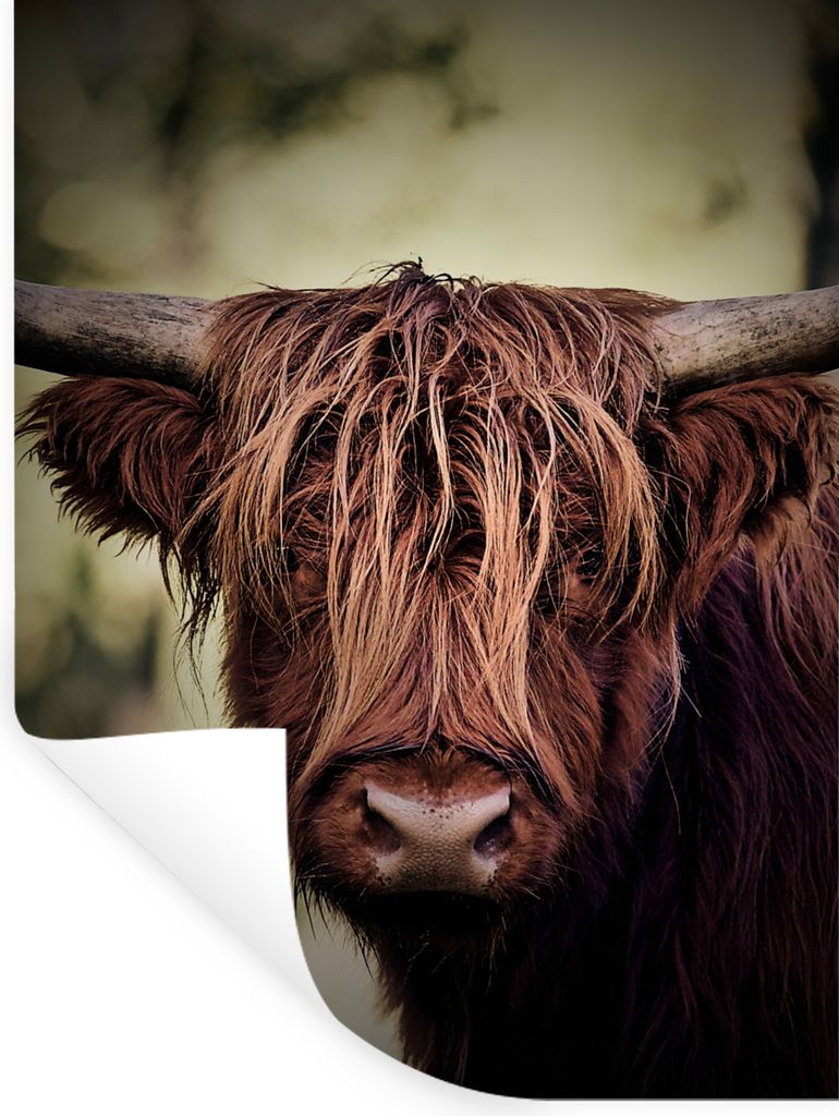 MuchoWow Wandtattoo Wandsticker Wandaufkleber Schottischer Hochländer - Licht - Porträt - Natur 60x80 cm Selbstklebend und Repositionierbar - R...