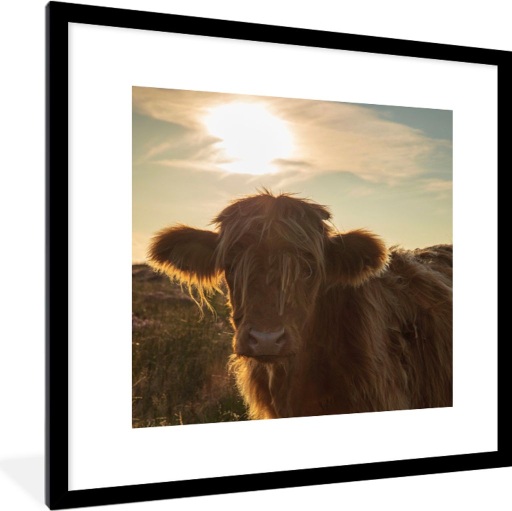 MuchoWow Gerahmtes Poster Schottischer Highlander - Sonnenuntergang - Gras 40x40 cm - Poster mit Schwarzem Bilderrahmen Wandposter Rahmen Foto Bi...