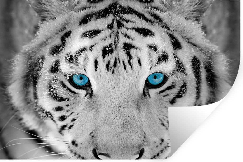 MuchoWow Wandtattoo Wandsticker Wandaufkleber Tiger - Winter - Tiere 120x80 cm Selbstklebend und Repositionierbar - Selbstklebend - Fototapeten