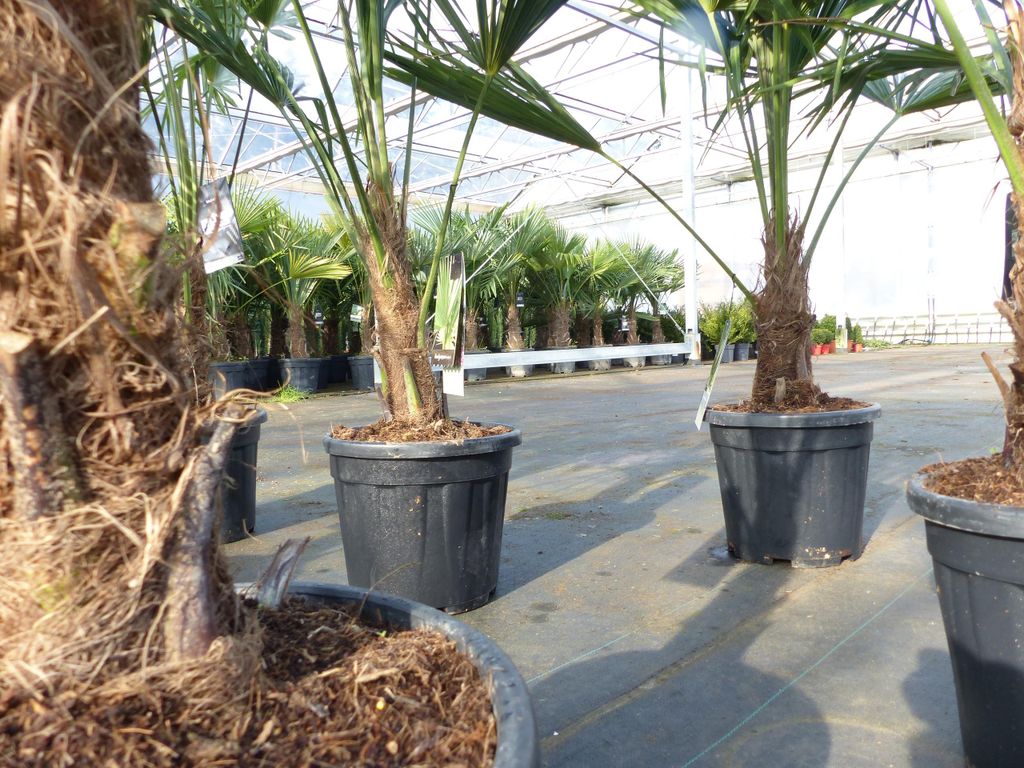Trachycarpus fortunei 130
