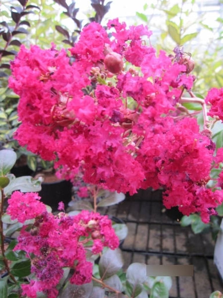 Lagerstroemia Purely Purple Kräuselmyrte Kaufland.de
