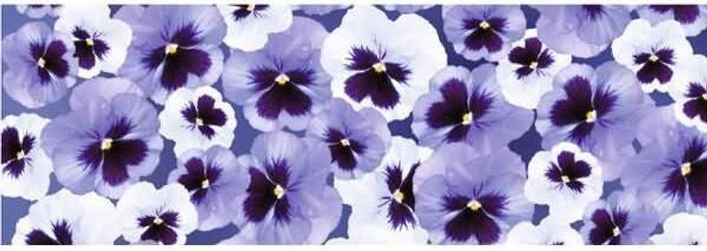Transparentpapier 115g/qm A4 VE=25 Blatt Flora Stiefmütterchen