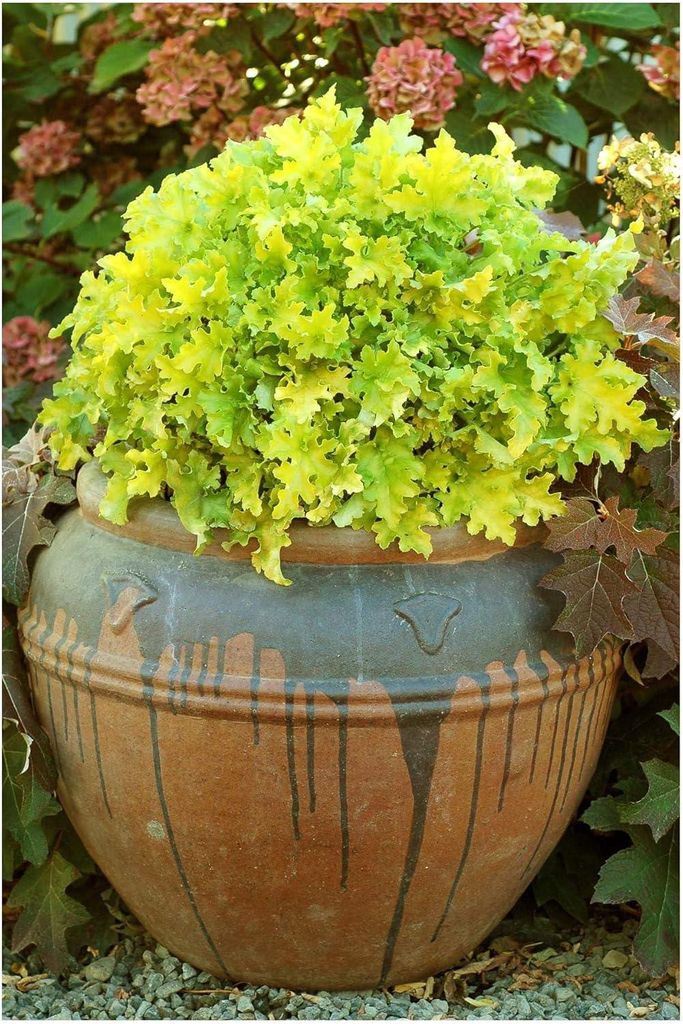 Stauden Gänge 3 x Heuchera Hybride 'Lime Marmalade' im 1 Liter Topf - Purpurglöckchen - Erfrischendes Grün mit welligem Charme