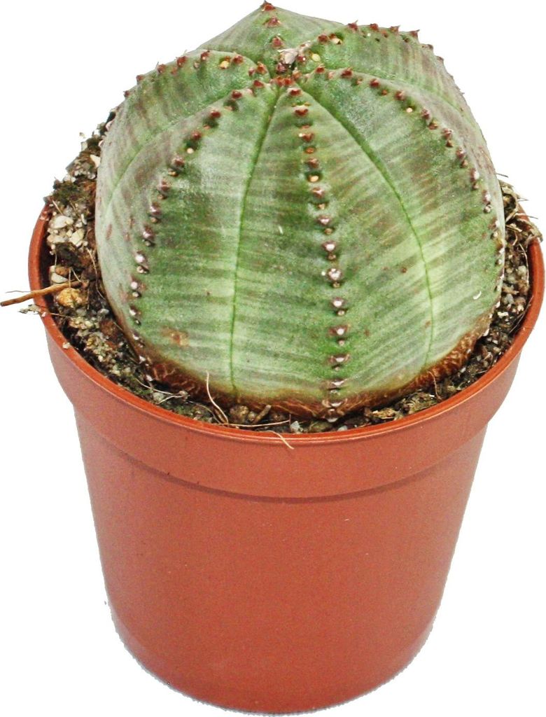 Euphorbia obesa – Euphorbia baseball – Mliečnik – Sukulenta Obrázok produktu 