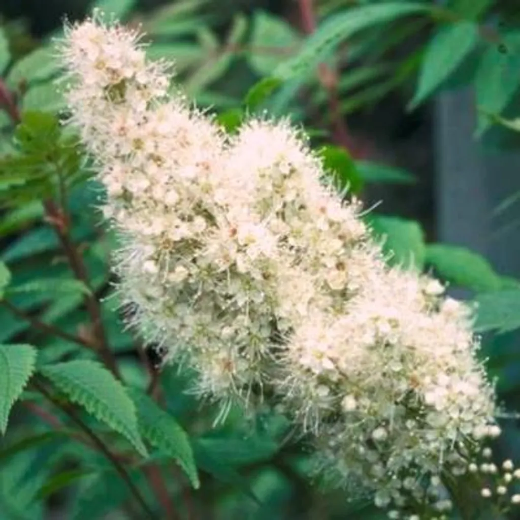 Arbuste Sorbier de Sibérie en pot | Sorbaria sorbifolia 40/60 cm