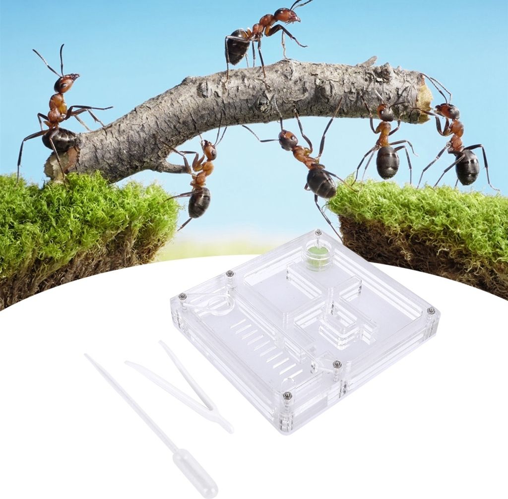 Akrylová priehľadná mravenisko hniezdo Formicarium Display Obrázok produktu 