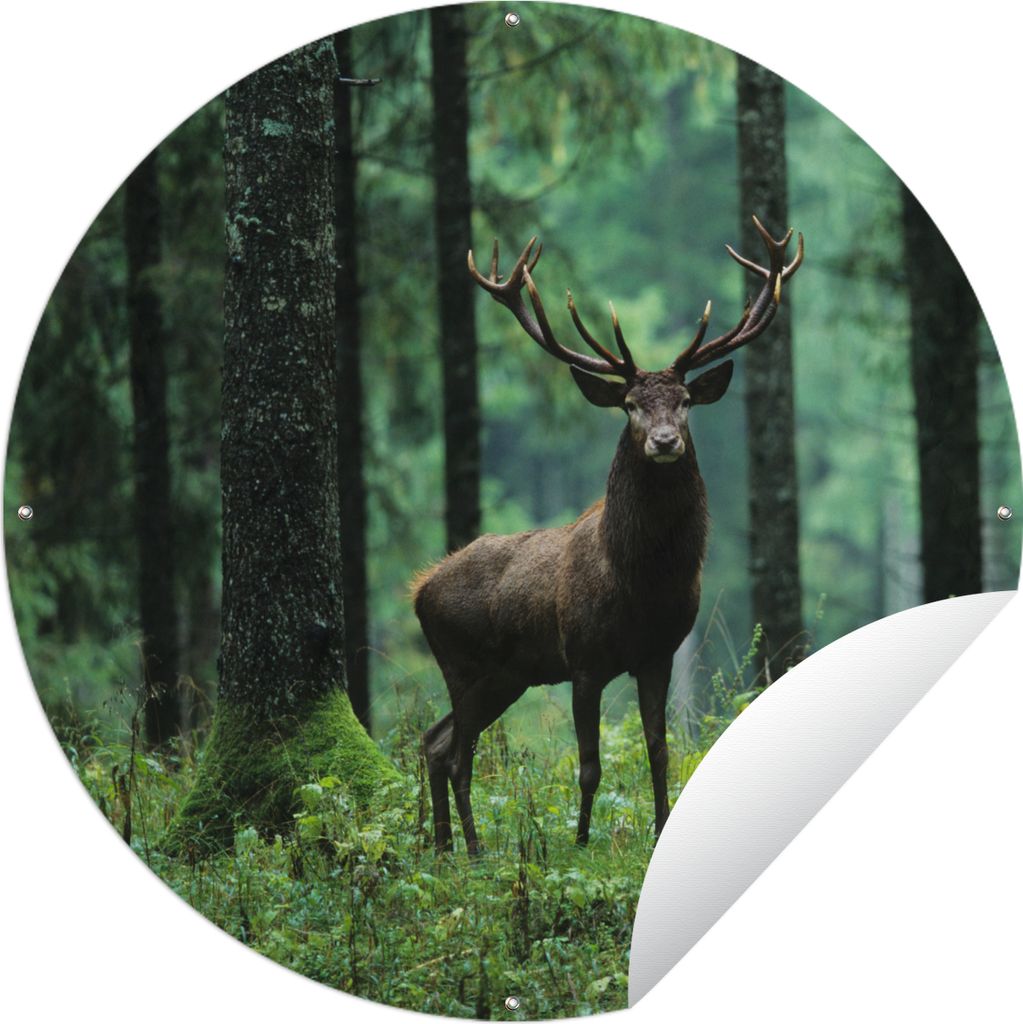 MuchoWow Gartenposter Outdoor-Poster Rund Hirsche - Wald - Bäume - Tiere - Natur Ø 60 cm Gartendeko Rundes Poster draußen