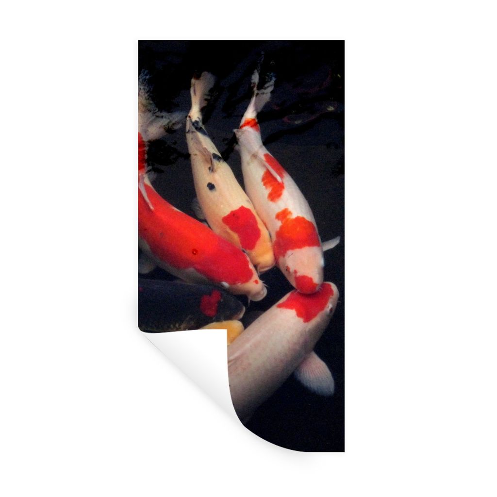 MuchoWow Wandtattoo Wandsticker Wandaufkleber Sechs Koi-Karpfen vor einem schwarzen Hintergrund 60x120 cm Selbstklebend und Repositionierbar - Se...