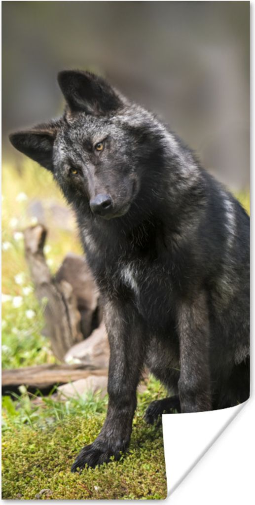 MuchoWow Poster Wolf - Schwarz - Gras 20x40 cm - Plakat - Foto