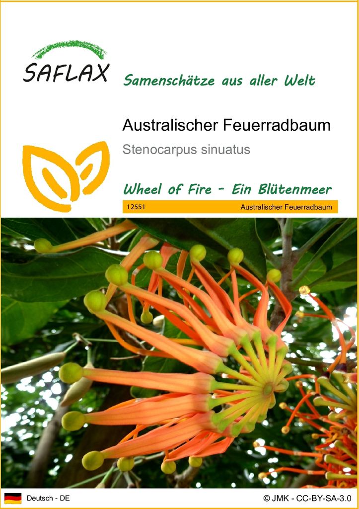 SAFLAX - Australischer Feuerradbaum - 20 Samen - Produktbild 