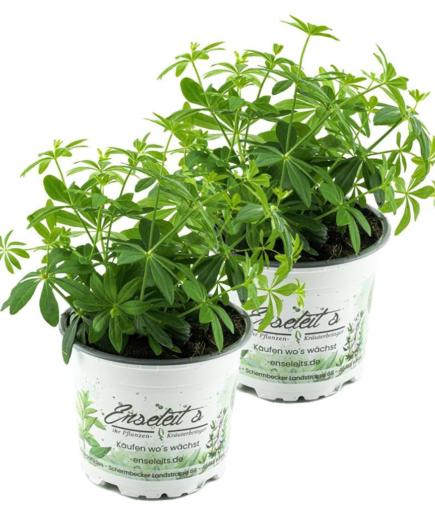 Enseleits 2er Set Waldmeister, Galium odoratum, frische waldmeister Pflanze