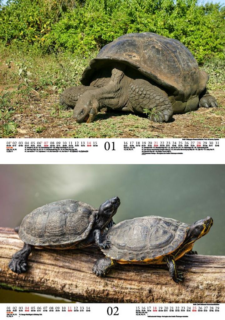 Schildkrötenzauber: Ausmalbilder für Groß und Klein – Kostenlos zum Download!