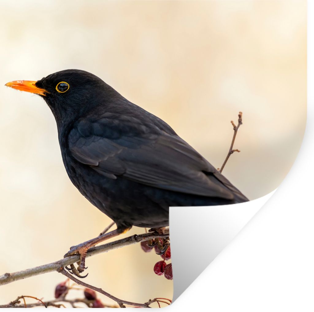 MuchoWow Wandtattoo Wandsticker Wandaufkleber Amsel - Vogel - Zweige - Beere - Rot 80x80 cm Selbstklebend und Repositionierbar - Wierderverwendba...