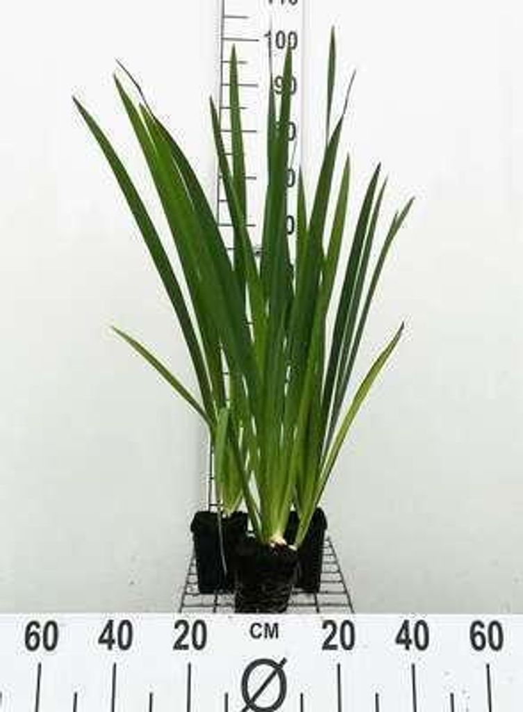 6 x Iris louis. 'Ann Chowning' - Louisiana-Schwertlilie 'Ann Chowning' - Topf 9 x 9 cm