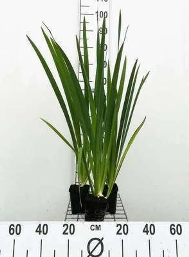 Plantes de bassin Iris de Louisiane Ann Chowning - Lot de 6 godets 9cm
