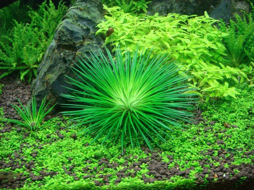 Aquarium Pflanze Eriocaulon cinereum Tropica Nr.091 TC in Produktbild 