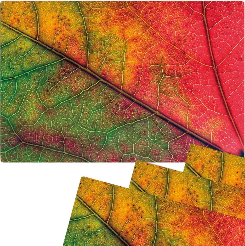 Abwaschbare Tischsets 4er Set buntes Herbst Blatt