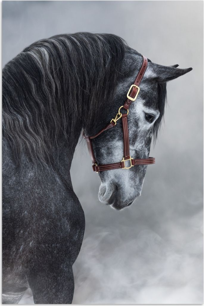 MuchoWow® Poster Pferd - Grau - Braun - Tiere - Rauch 20x30 Produktbild 