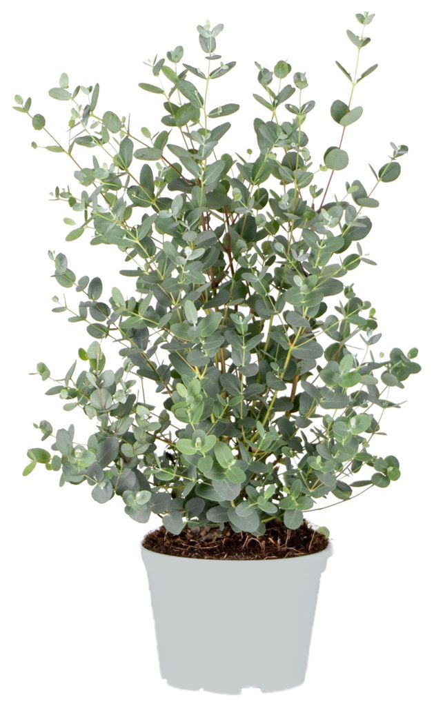 Eucalyptus Gunnii, Eukalyptus, Gartenpflanze, 40-50 cm, Produktbild 