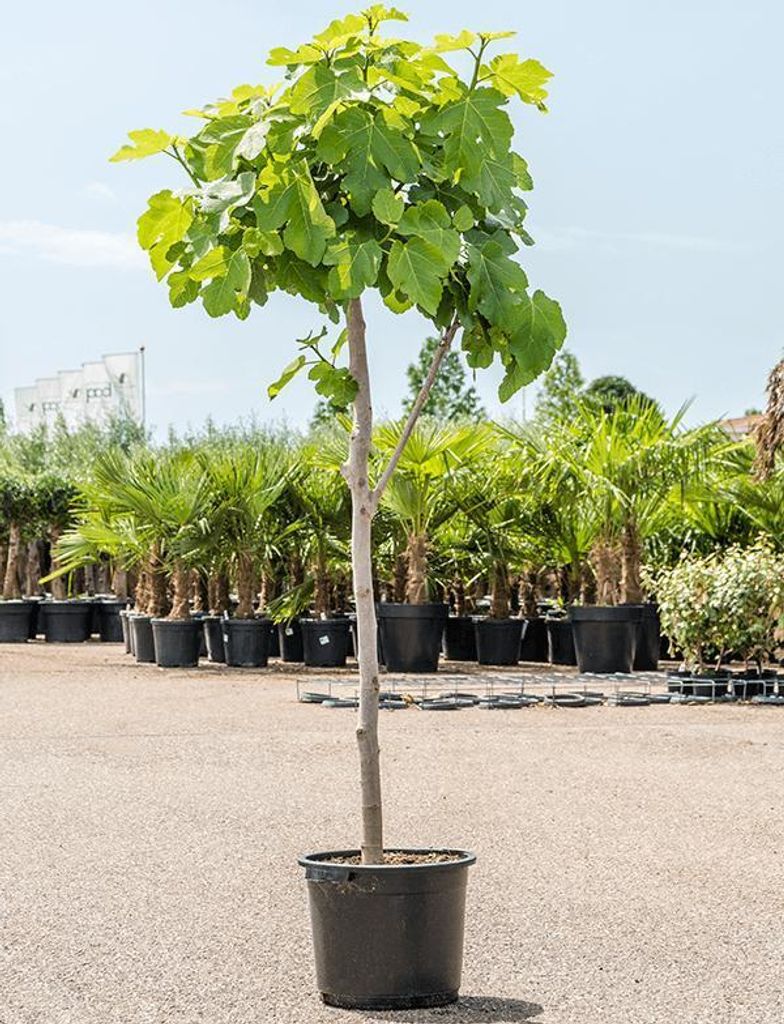 A potted fig tree stands in a nursery or garden center, with rows of palm trees and other plants in the background.