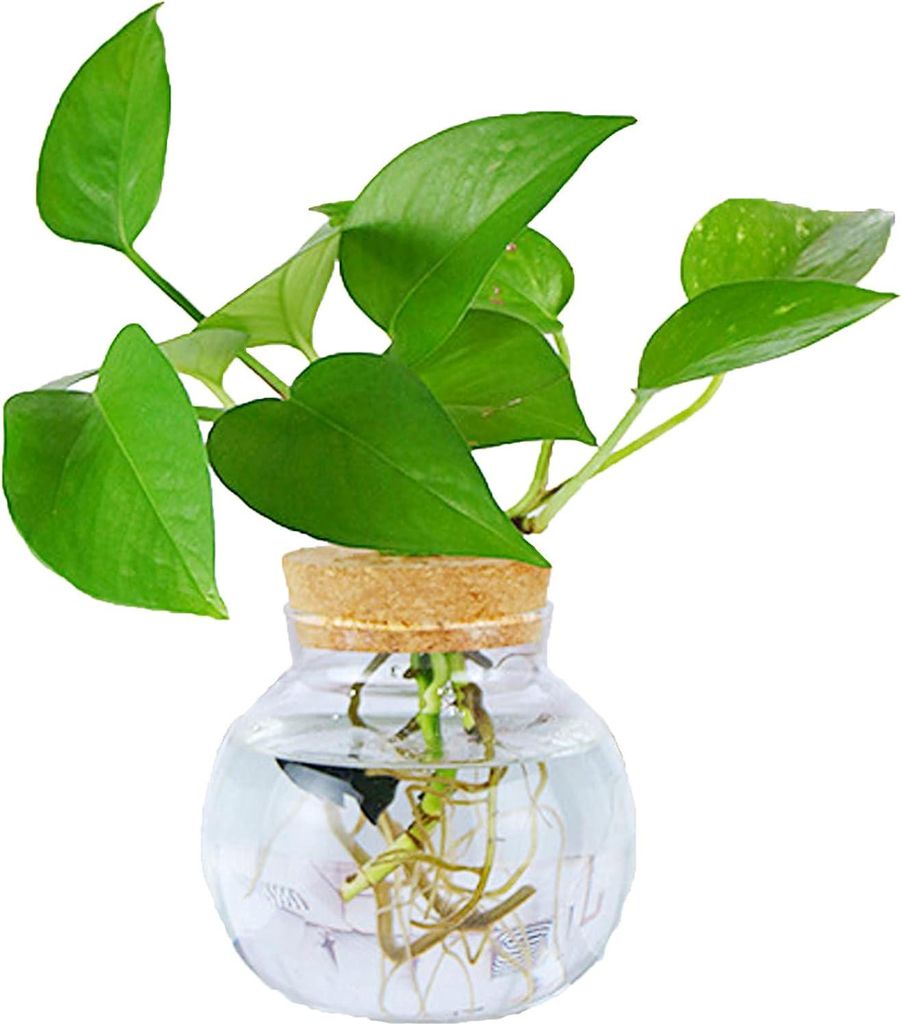 Glas-Mini-Vase - dekorative Flasche - 1 Stück - klar - 13 cm