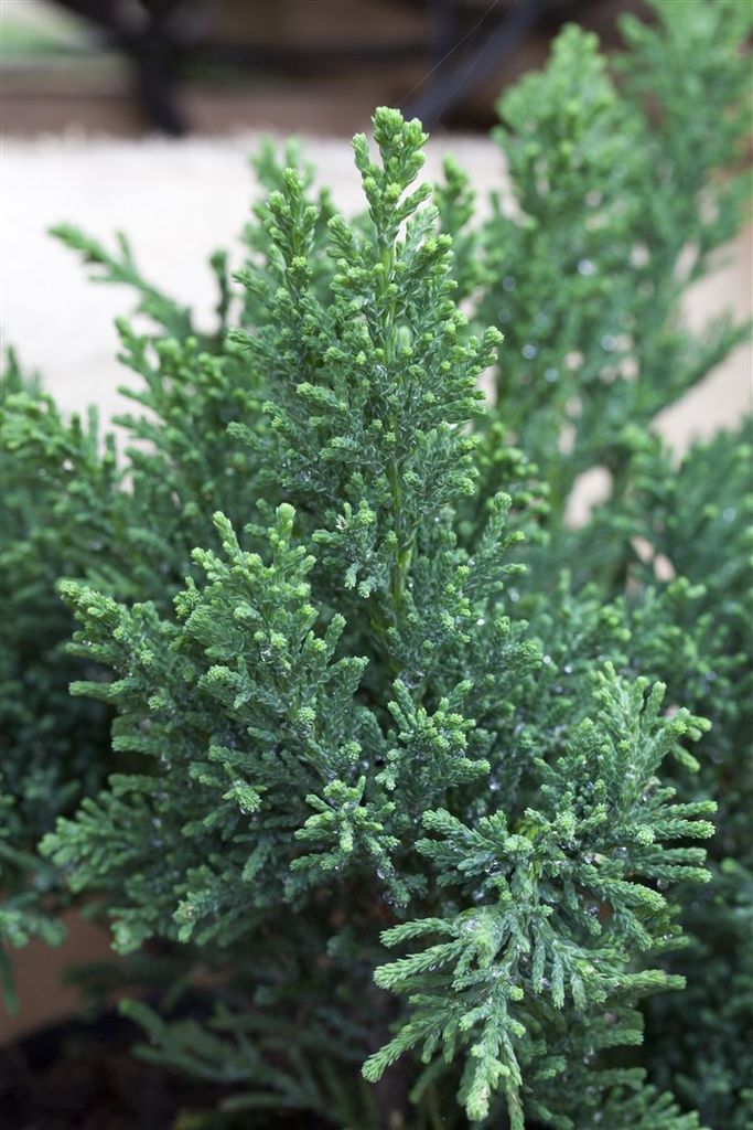 Chamaecyparis obtusa 'Drath', Hinoki-Scheinzypresse, 50–60 cm