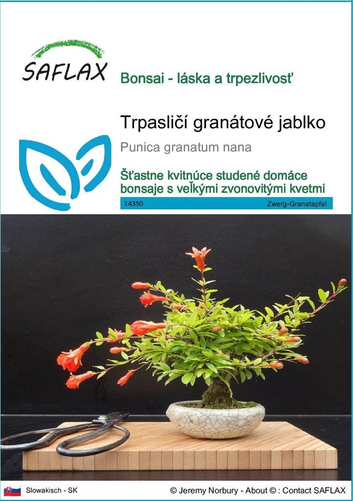 SAFLAX - Trpasličí granátové jablko - Punica granatum nana Obrázok produktu 