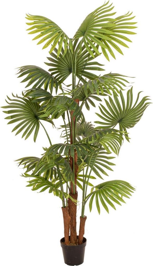 EUROPALMS Fächerpalme, Kunstpflanze, 165cm (82509305)
