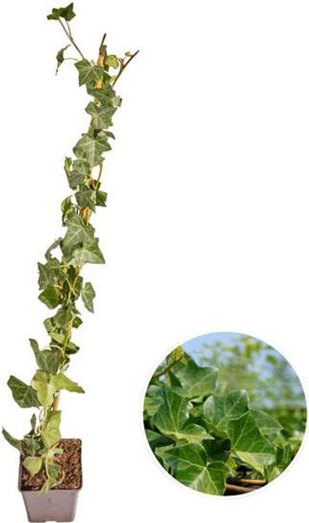 Hedera Hibernica Efeu – gestäbt – Höhe 80–100cm – Immergrüne Kletterpflanze für Hecke, Sichtschutz & Gartenbegrünung