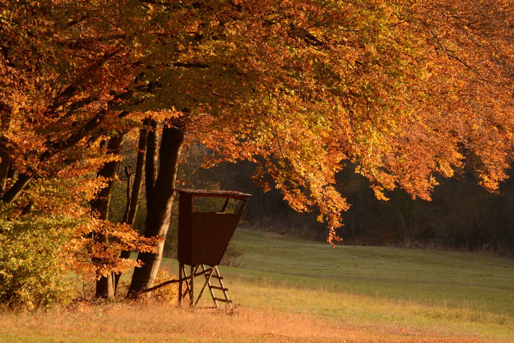 hansepuzzle 22798 - Hochsitz am Waldrand Puzzle, 2000 Teile, Natur, 90,0 x 60,0cm mit hochwertiger Aufbewahrung, Kartonbox & Beutel
