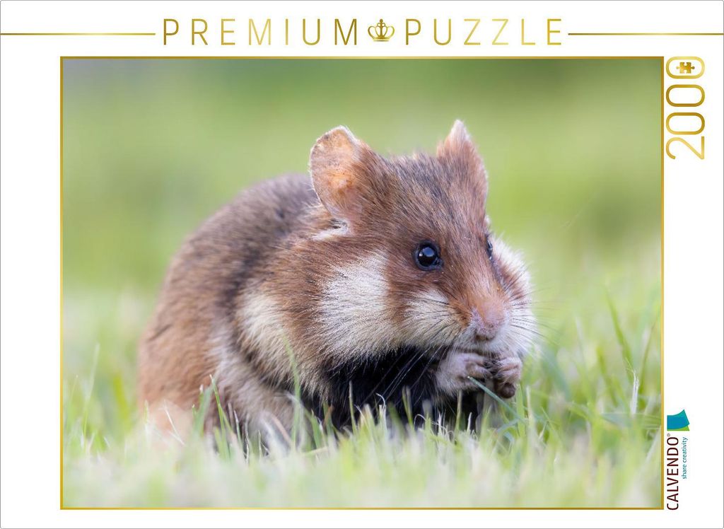 CALVENDO Puzzle Feldhamster | 2000 Teile Lege-Größe 90x67cm Foto-Puzzle für glückliche Stunden