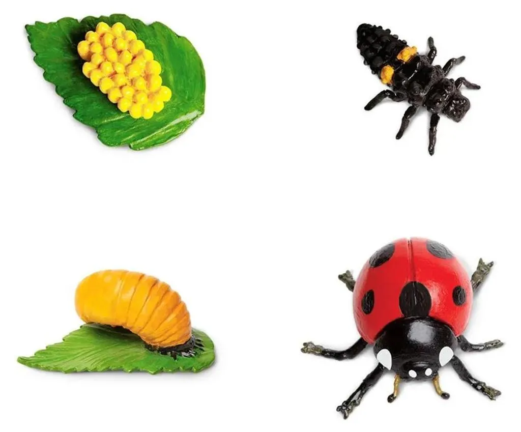 Cycle de vie d'une coccinelle : Jeu éducatif et figurines de collection