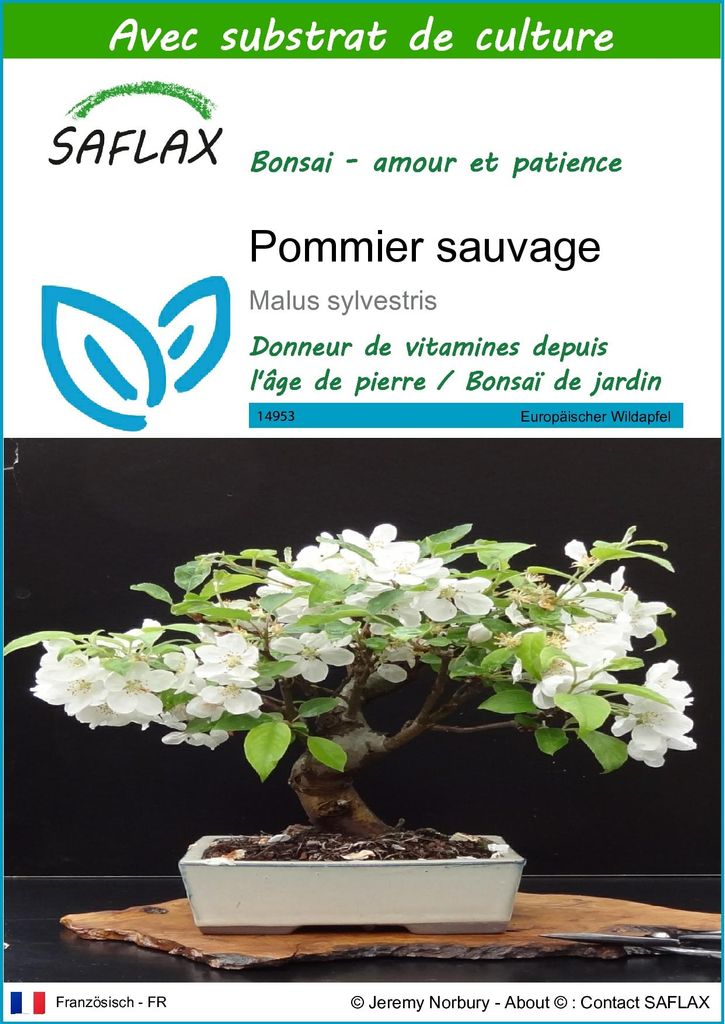 SAFLAX  - Pommier sauvage - 30 graines - Avec substrat - Image du produit 
