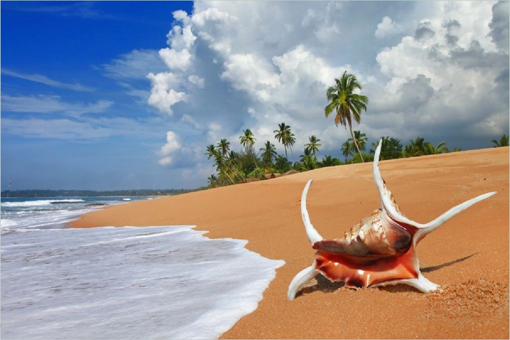 Wallario selbstklebendes Poster - Prächtige Muschel am Strand, Größe: 100 x 150 cm