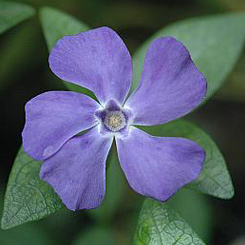6 x Immergrün 'La Grave' - Vinca minor 'La Grave' (='Bowles Variety') | Topf 9cm x 9cm