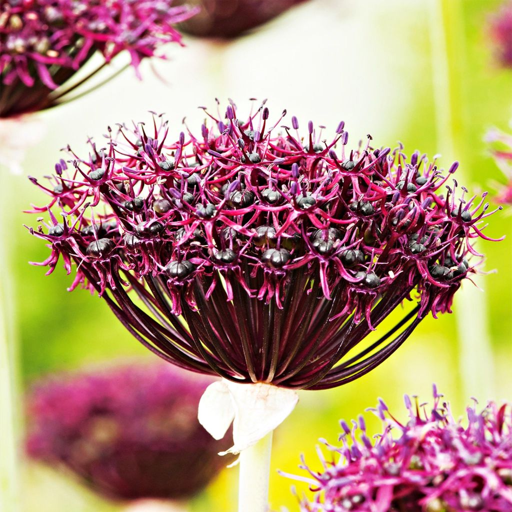 Bulbi da fiore Bulbi Porro ornamentale Allium Atropurpureum Immagine del prodotto 